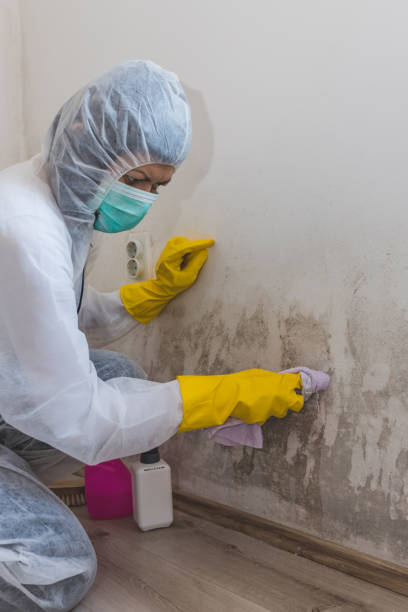 Best Asbestos and Lead Testing During Mold Inspection  in Centralia, WA