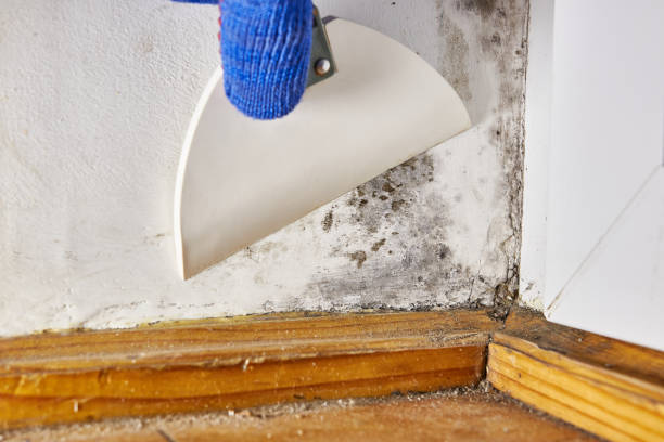 Best Crawl Space Mold Remediation  in Centralia, WA
